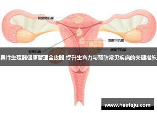男性生殖器健康管理全攻略 提升生育力与预防常见疾病的关键措施